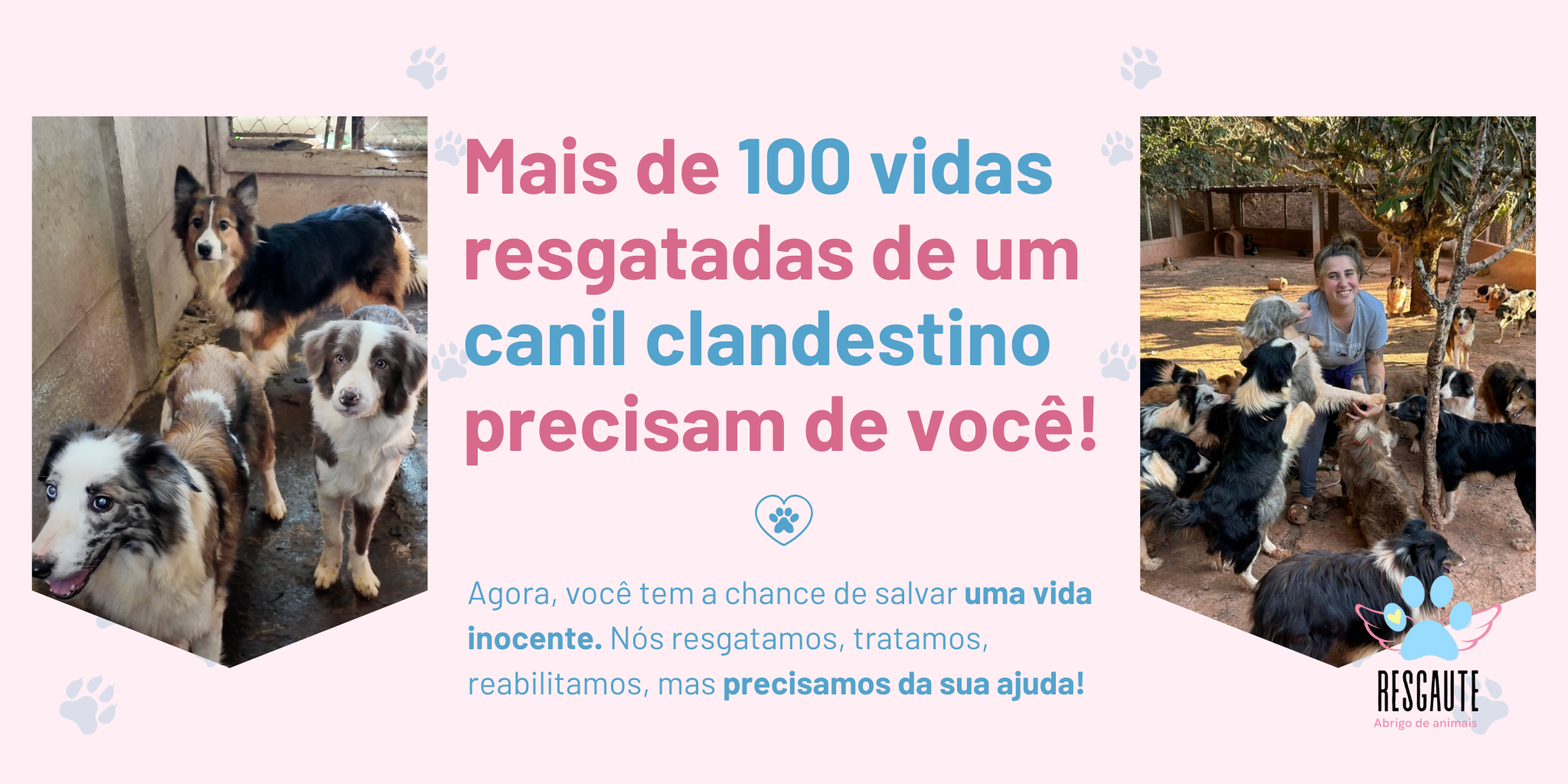 Resgaute - Mais de 500 animais resgatados precisam da sua ajuda